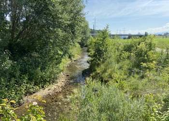 Ruisseau revitalisé 4 ans après travaux (mai 2020)