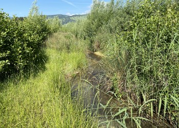 Ruisseau revitalisé 4 ans après travaux (mai 2020)