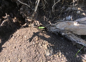 Une population de Lézard agile (Lacerta agilis) a colonisé le site depuis la revitalisation