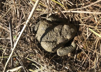 Crapaud commun (Bufo bufo)