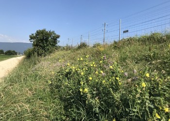 Ourlet, prairie et haie diversifiée à côté de la N20.