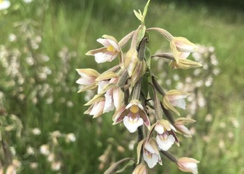 Epipactis des marais (Epipactis palustris), orchidée potentiellement menacée se trouvant dans une zone humide à proximité de la N20.