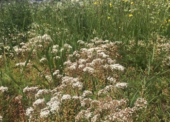 Orpin blanc (Sedum album) espèce typique de la végétation des dalles calcaires, à côté de la N20.