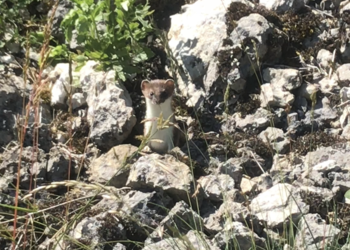 Hermine (Mustela erminea) dans un murgier au bord de la N20.