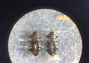 Vue à la loupe de deux coléoptères aquatiques (famille des Elmidae)