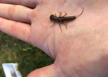 Certains insectes peuvent atteindre une taille respectable en fonction de la qualité du cours d’eau. Comme ce plécoptère de la famille des Perlodidae dans le ruisseau de la Chèvre à Montsevelier (JU).