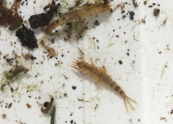 La larve de la mouche de mai (Ephemera danica) est une espèce d’éphémère présente dans bien des cours d’eau. Cette espèce est bien connu des pêcheurs à la mouche qui l’imite pour leurrer les poissons.