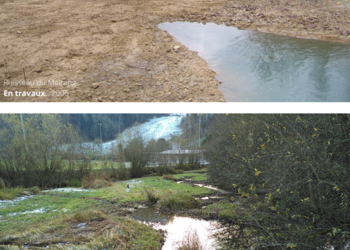 Contrôle des effets des revitalisations de cours d’eau