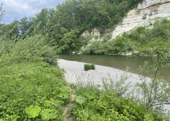 Formations alluviales sur banc de graviers