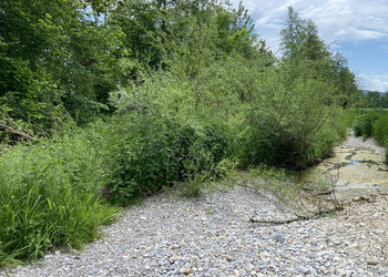 Formations alluviales sur banc de graviers