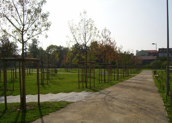 Etat réalisé (octobre 2007) : Première saison végétative des plantations