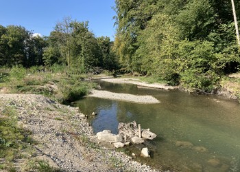 Etat 1 an après travaux (septembre 2020) – Morphologie naturelle retrouvée pour la berge droite de la Venoge à l’emplacement de l’ancien camping.