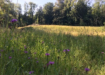 Etat 1 an après travaux (juin 2020) – La prairie semée avec la fleur de foin donne des résultats prometteurs pour une première année.