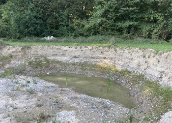 Etat 1 an après travaux (septembre 2020) – Mare phréatique du côté de sa berge verticale. Un suivi des populations de batraciens sur le site est réalisé afin de contrôler l’effet de la revitalisation.