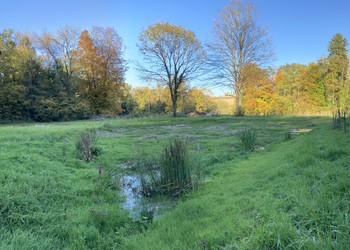 Etat 2 ans après travaux (octobre 2021) – La prairie humide se végétalise lentement et offre en permanence des petites gouilles d’eau