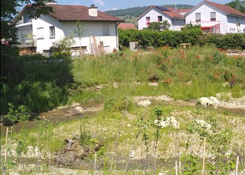 Etat réalisé 1 an après travaux (juin 2021) - Développement des semis et des plantations