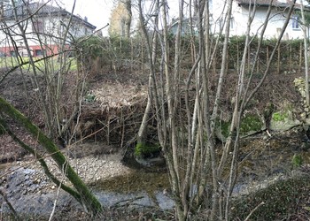 Etat initial (février 2018) - Berge gauche avec enrochements destabilisés  et végétation non adaptée au sommet (résineux)