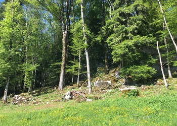 Milieu avec blocs rocheux et pierriers qui devrait être réouverte et maintenue en lumière. En arrière-plan on aperçoit également une paroi rocheuse qui devrait être remise en lumière afin de devenir à nouveau favorable pour les vipères.