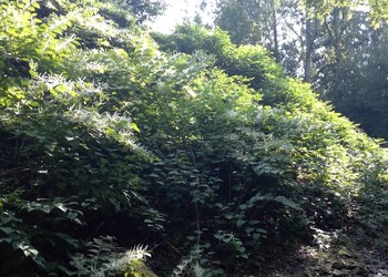 Etat initial (août 2018) – Secteur envahi par la Renouée du Japon (espèce exotique envahissante) situé derrière les terrains de tennis
