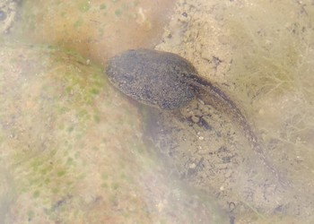 Observation de reproduction de batraciens 2 mois après la fin des travaux dans la dépression forestière : têtard de Grenouille rousse (Rana temporaria)