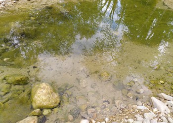 Observation de reproduction de batraciens 2 mois après la fin des travaux dans la dépression forestière : têtards de Grenouille rousse (Rana temporaria)