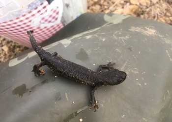 Triton crêté (Triturus cristatus) femelle, espèce En danger selon la Liste Rouge des amphibiens de Suisse