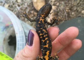 Triton crêté (Triturus cristatus) femelle