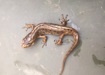 Triton lobé (Lissotriton vulgaris) mâle, espèce En danger selon la Liste Rouge des amphibiens de Suisse