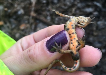 Triton lobé (Lissotriton vulgaris) mâle