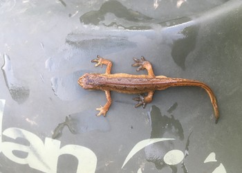 Triton palmé (Lissotriton helveticus) mâle, espèce Vulnérable selon la Liste Rouge des amphibiens de Suisse
