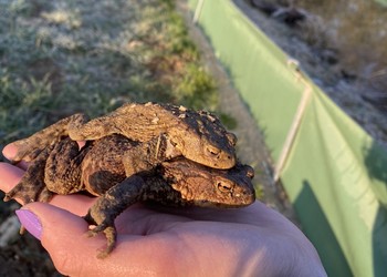 Crapauds communs (Bufo bufo) en amplexus, espèce Vulnérable selon la Liste Rouge des amphibiens de Suisse
