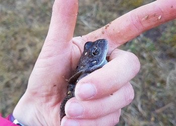 Grenouille rousse (Rana temporaria) mâle