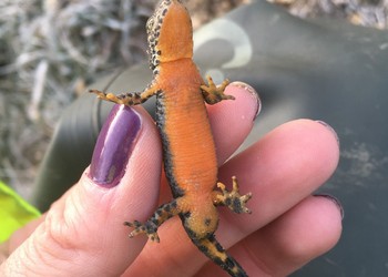 Triton alpestre (Ichthyosaura alpestris) mâle