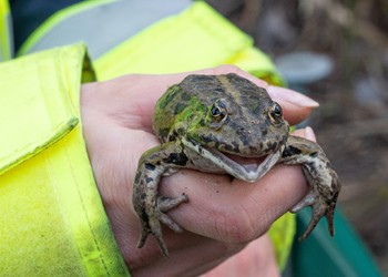 Complexe de grenouilles vertes (Pelophylax sp.)