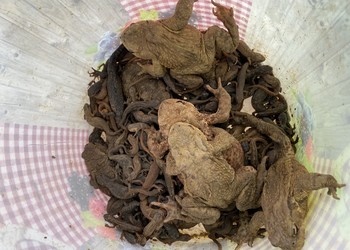 Amphibiens récoltés suite à une nuit favorable à la migration