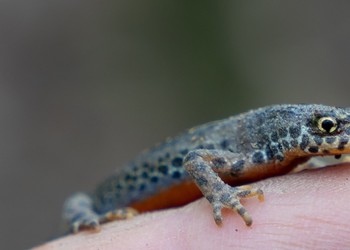 Triton alpestre (Ichthyosaura alpestris) mâle
