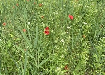 Etat initial (septembre 2020) - Le caractère pionnier du milieu et la présence de quelques espèces plutôt intéressantes sont positifs pour le site mais il faut relever la présence de nombreuses espèces exotiques envahissantes sur la Liste Noire comme la Vergerette annuelle (Erigeron annuus) et le Solidage du Canada (Solidago canadensis)
