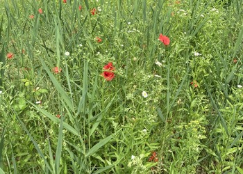 Etat initial (septembre 2020) - Le caractère pionnier du milieu et la présence de quelques espèces plutôt intéressantes sont positifs pour le site mais il faut relever la présence de nombreuses espèces exotiques envahissantes sur la Liste Noire comme la Vergerette annuelle (Erigeron annuus) et le Solidage du Canada (Solidago canadensis)