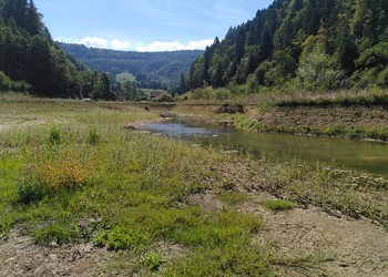 Etat réalisé (août 2022) – 1 an après les travaux, la végétation est présente sur la quasi-totalité de la surface de la zone alluviale du bras mort. 