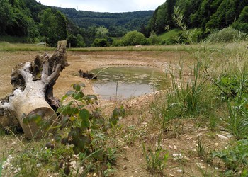 Etat réalisé (juin 2022) – 10 mois après les travaux, développement des buissons sur les berges de la mare phréatique et de sa zone alluviale.