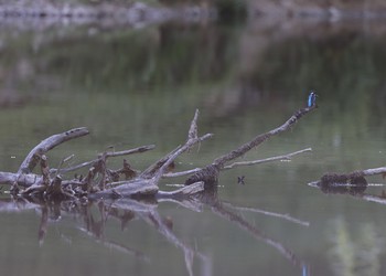 Etat réalisé (juin 2022) – 10 mois après les travaux, le Martin-pêcheur d’Europe (Alcedo atthis) faisant des allers-retours entre son terrier dans la falaise fraîchement créée et le Doubs. 