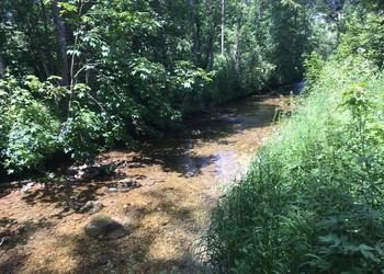 Etat initial (juin 2019) – Confluence du Bied de Môtiers avec l’Areuse