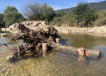 Etat réalisé (août 2022) – Souches ancrées pour diversifier l’habitat aquatique