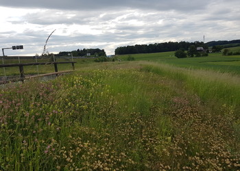 Prairie présentant une végétation maigre diversifiée.