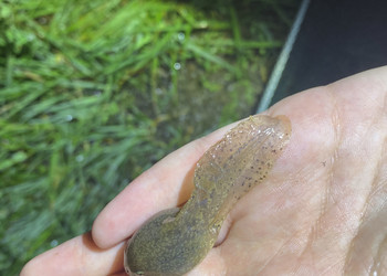 Les têtards de Crapaud accoucheur (Alytes obstetricans) atteignent des tailles considérables et impressionnantes du fait qu’ils font un cycle de plus d’une année dans l’eau, contrairement aux autres amphibiens qui s’y développent seulement durant quelques mois