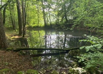 Etablissement de plans de gestion à Mettembert (JU) : site IBN Les Charbonnières et étangs de Sainte-Anne