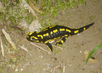 Une population de Salamandre tachetée (Salamandra salamandra) espèce Vulnérable figurant sur la Liste rouge se maintient sur le site des Charbonnières