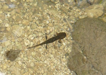 L’étang des Charbonnières abrite une grande quantité de larve de Salamandre tachetée (Salamandra salamandra)