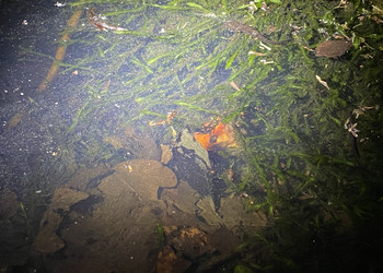 L’une des problématiques du site des Charbonnières est que des poissons (entre autres poissons rouges) y ont été relaché, ce qui constitue une prédation non négligeable sur les larves d’amphibiens.