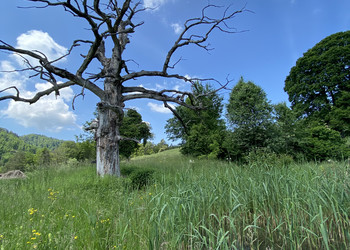 Magnifique chêne mort à côté des étangs de Sainte-Anne